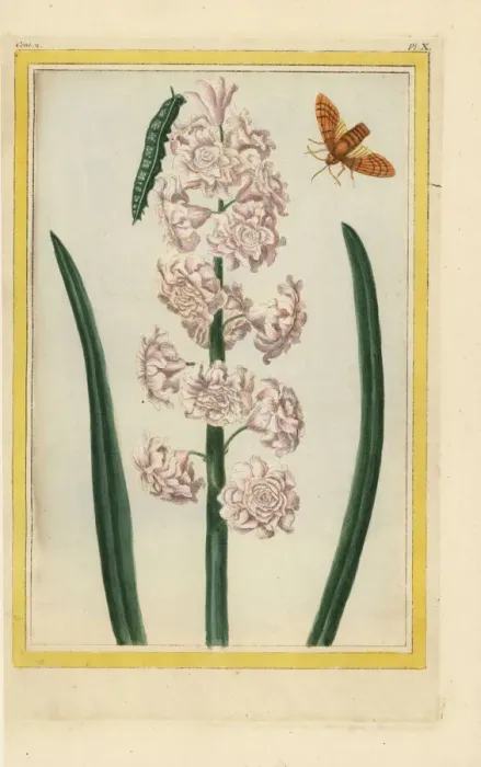 Framed Print : Hyacinth hybrid, Hyacinthus orientalis Framed Print : Hyacinth hybrid, Hyacinthus orientalis