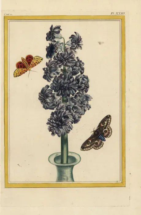 Framed Print : Hyacinth hybrid, Hyacinthus orientalis, in vase with moths Framed Print : Hyacinth hybrid, Hyacinthus orientalis, in vase with moths