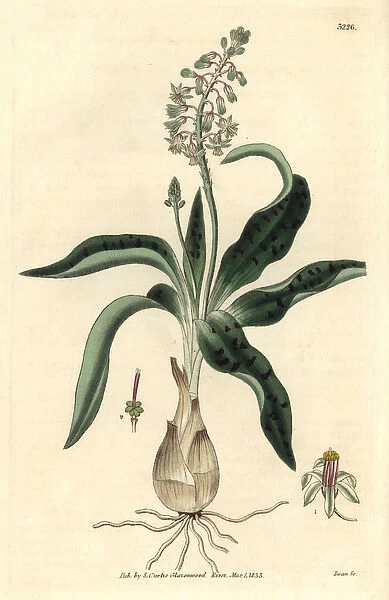 Hyacinth-like ledebouria, Ledebouria hyacinthina