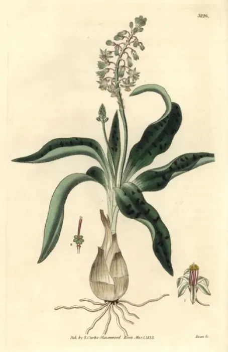 Framed Print : Hyacinth-like ledebouria, Ledebouria hyacinthina Framed Print : Hyacinth-like ledebouria, Ledebouria hyacinthina