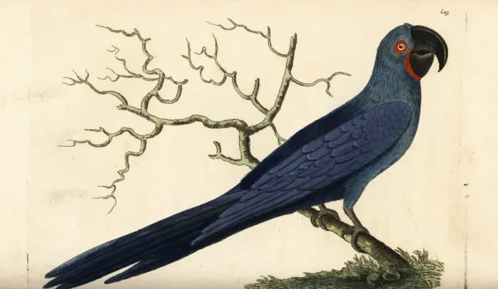 Framed Print : Hyacinth macaw, Anodorhynchus hyacinthinus Framed Print : Hyacinth macaw, Anodorhynchus hyacinthinus