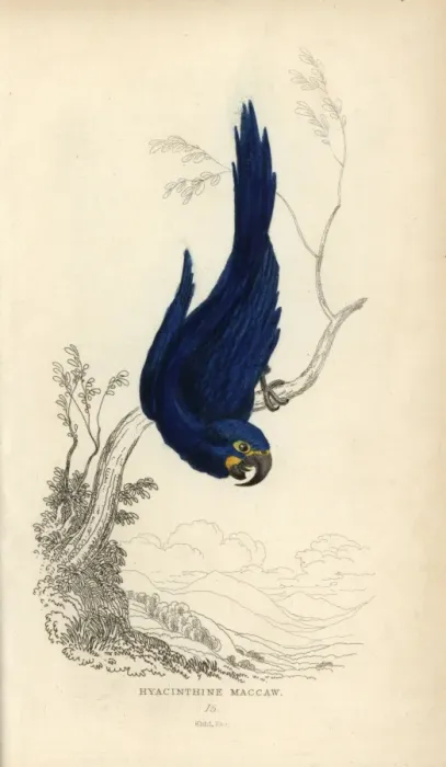 Framed Print : Hyacinth macaw, Anodorhynchus hyacinthinus Endangered Framed Print : Hyacinth macaw, Anodorhynchus hyacinthinus Endangered