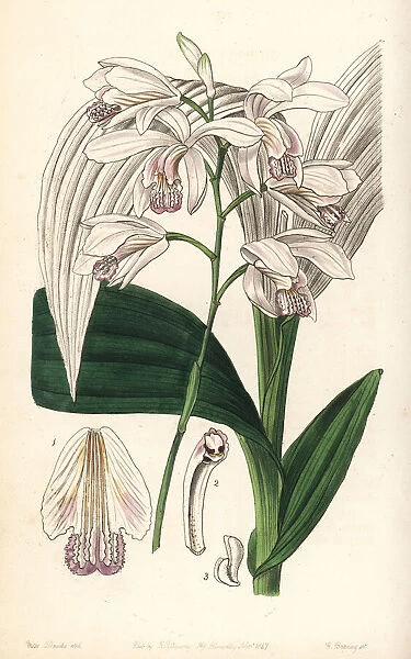 Hyacinth orchid, Bletilla striata