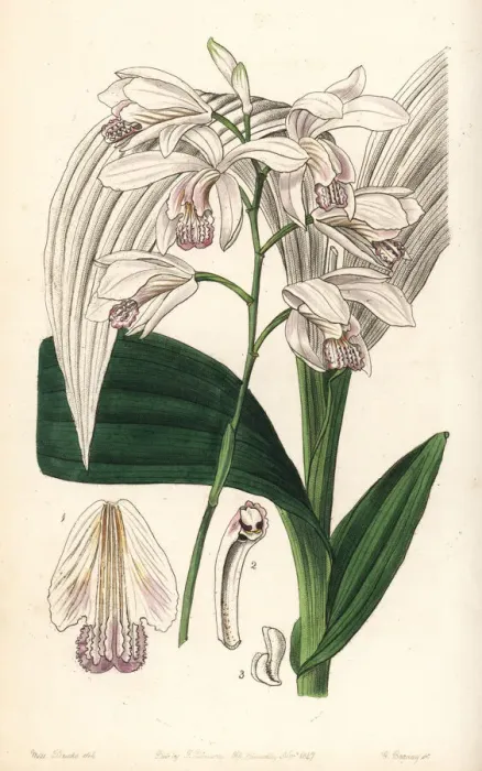 Framed Print : Hyacinth orchid, Bletilla striata Framed Print : Hyacinth orchid, Bletilla striata