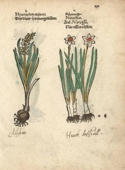 Framed Print : Hyacinth variety, Hyacinthus minor, and daffodil Framed Print : Hyacinth variety, Hyacinthus minor, and daffodil