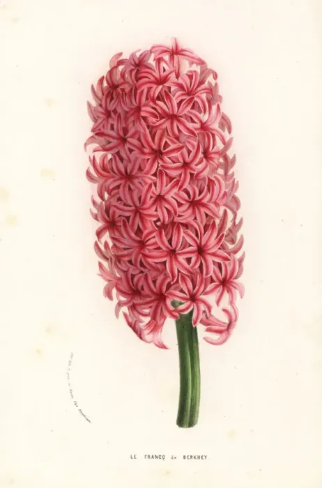 Framed Print : Hyacinth variety, le Francq van Berkhey, Hyacinthus Framed Print : Hyacinth variety, le Francq van Berkhey, Hyacinthus