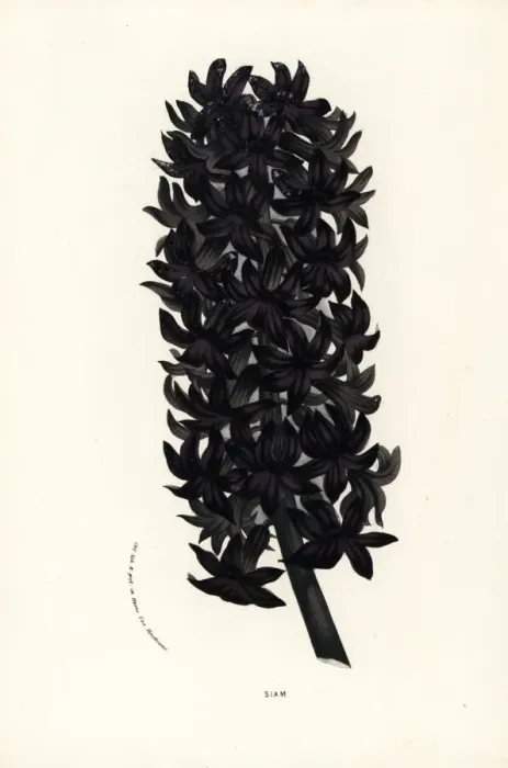 Framed Print : Hyacinth variety, Siam, Hyacinthus orientalis Framed Print : Hyacinth variety, Siam, Hyacinthus orientalis