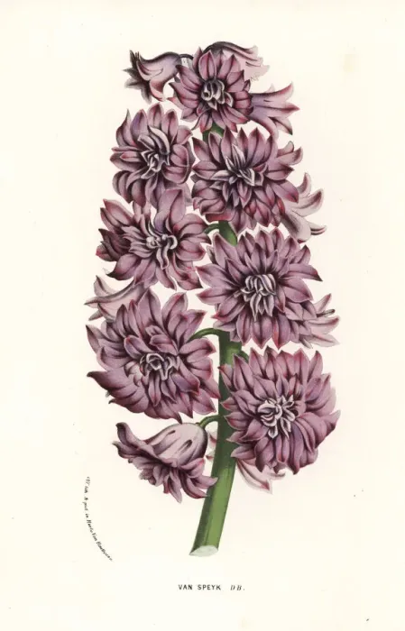 Framed Print : Hyacinth variety, Van Speyk, Hyacinthus orientalis Framed Print : Hyacinth variety, Van Speyk, Hyacinthus orientalis