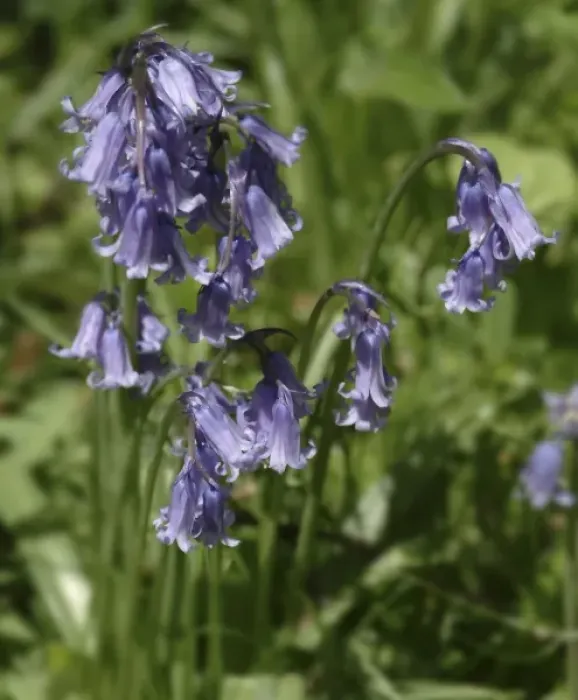 Framed Print : Hyacinthoides nonscripta, bluebell Framed Print : Hyacinthoides nonscripta, bluebell