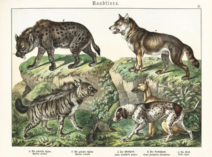 Framed Print : Hyaenas, sighthound, pointer and wolf Framed Print : Hyaenas, sighthound, pointer and wolf