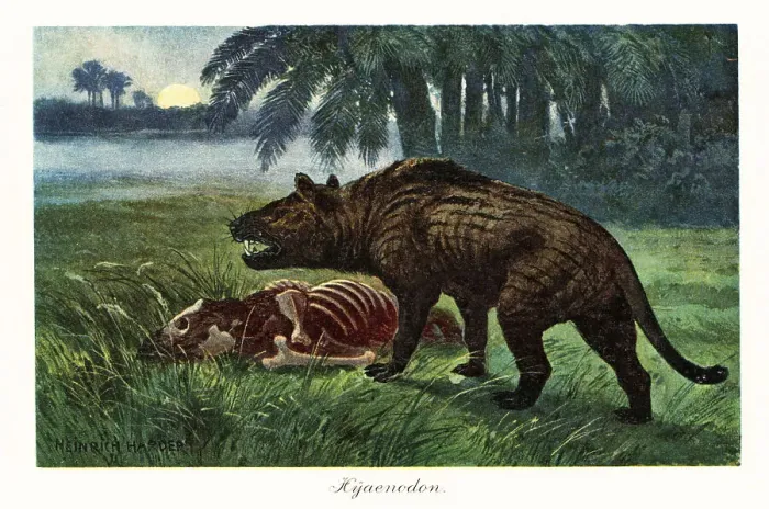 Framed Print : Hyaenodon, extinct genus of carnivorous mammals Framed Print : Hyaenodon, extinct genus of carnivorous mammals