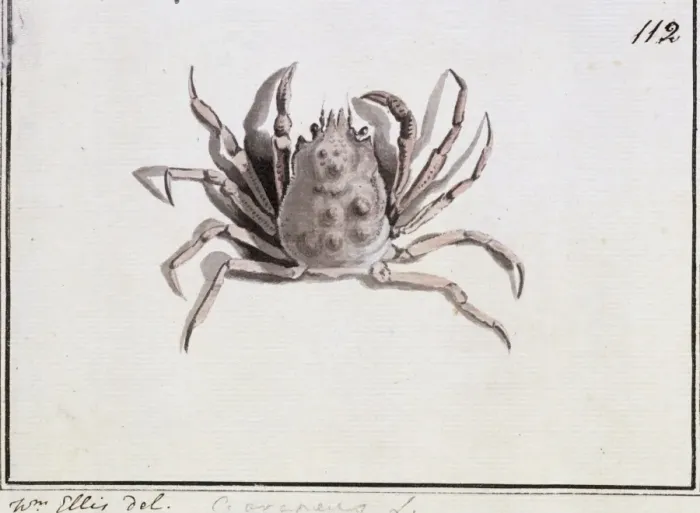 Framed Print : Hyas araneus, great spider crab