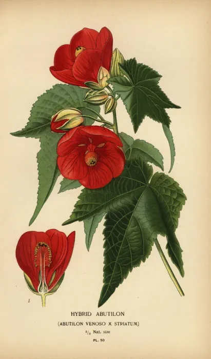 Framed Print : Hybrid abutilon, Abutilon pictum