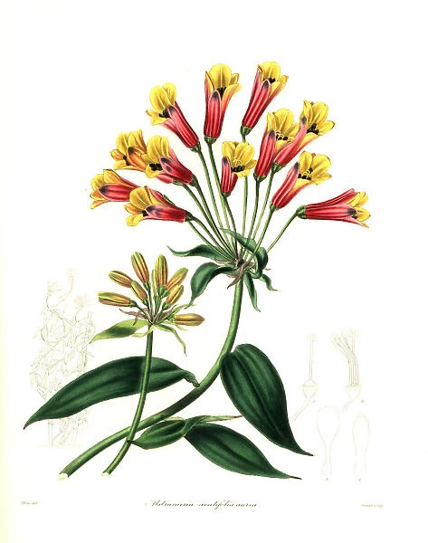 Hybrid alstroemeria, Bomarea acutifolia x Alstroemeria aurea