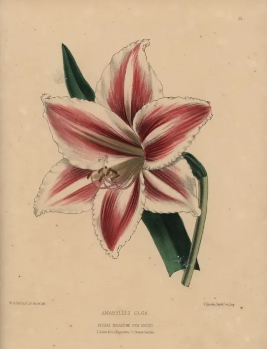 Framed Print : Hybrid amaryllis with striped crimson and white Framed Print : Hybrid amaryllis with striped crimson and white