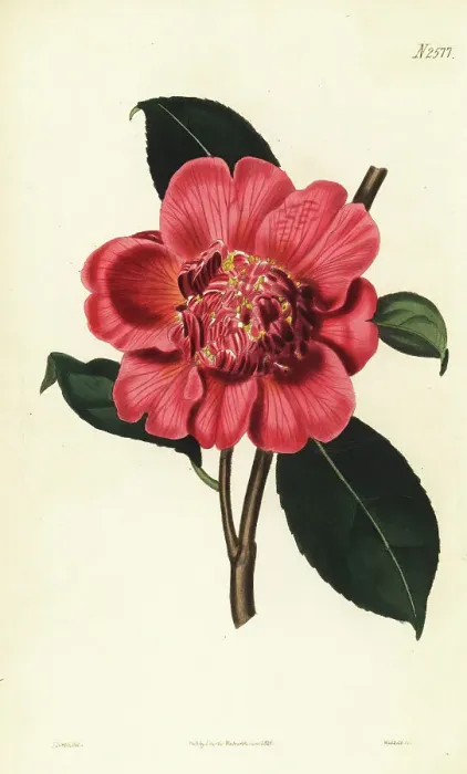 Framed Print : Hybrid camellia, Camellia japonica Framed Print : Hybrid camellia, Camellia japonica