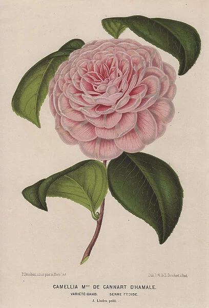 Hybrid camellia, Madame de Cannart d Hamale, Thea japonica