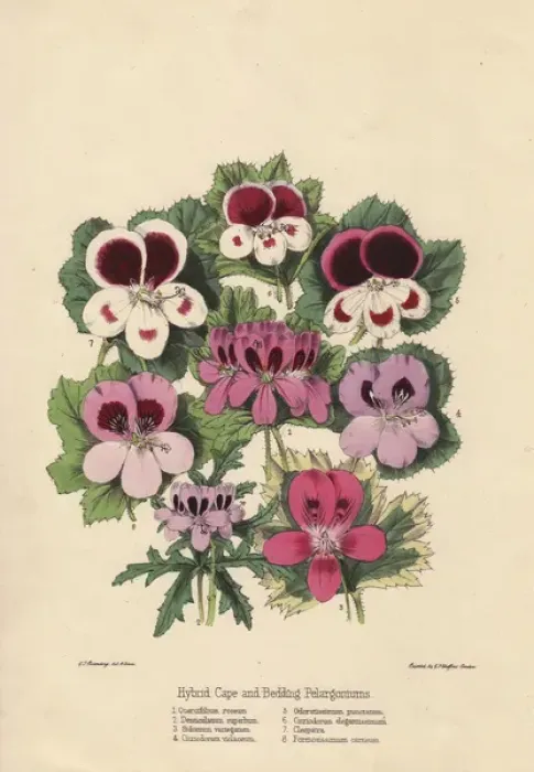Framed Print : Hybrid Cape and bedding pelargoniums Framed Print : Hybrid Cape and bedding pelargoniums