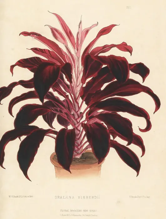 Framed Print : Hybrid dragon tree, Dracaena -- hibberdii
