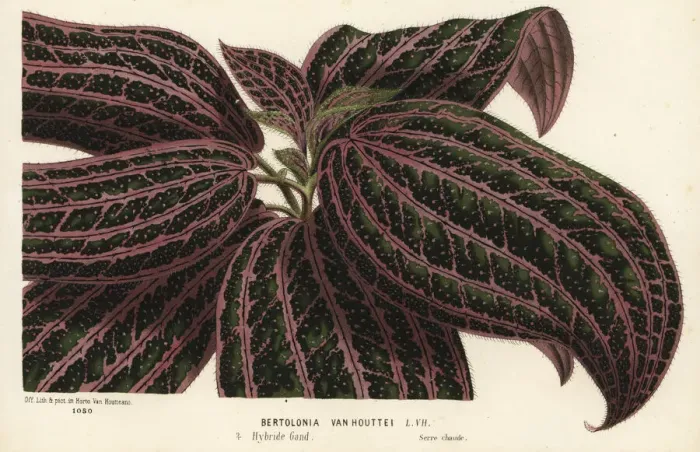 Framed Print : Hybrid dwarf foliage plant, Bertolonia van houttei Framed Print : Hybrid dwarf foliage plant, Bertolonia van houttei