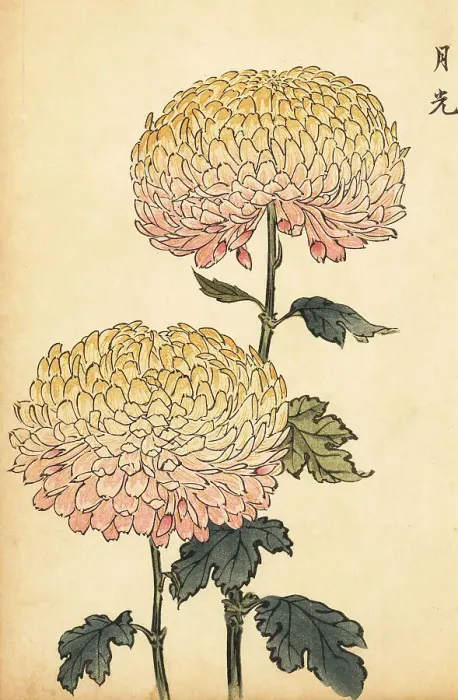 Framed Print : Hybrid gold and pink pompon chrysanthemum Framed Print : Hybrid gold and pink pompon chrysanthemum