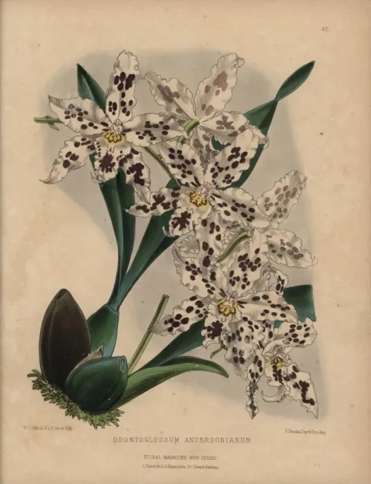 Framed Print : Hybrid odontoglossum orchid with white flowers Framed Print : Hybrid odontoglossum orchid with white flowers
