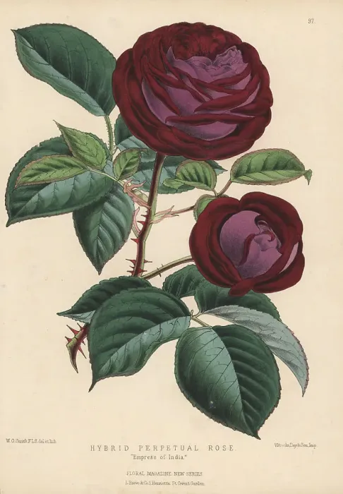 Framed Print : Hybrid perpetual rose, Empress of India Framed Print : Hybrid perpetual rose, Empress of India
