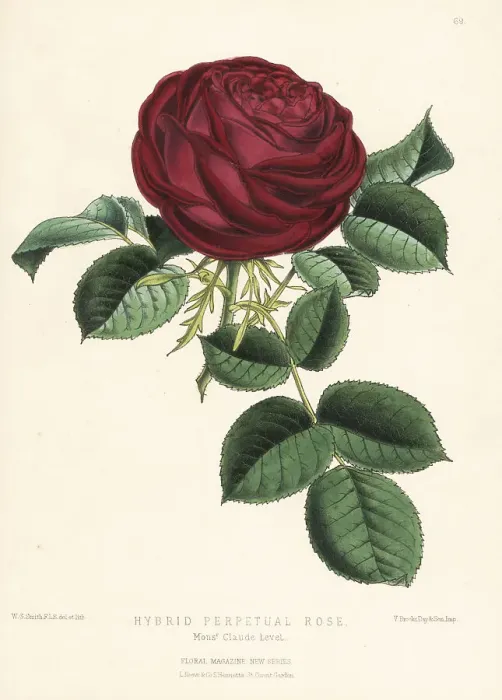 Framed Print : Hybrid perpetual rose, M. Claude Levet Framed Print : Hybrid perpetual rose, M. Claude Levet
