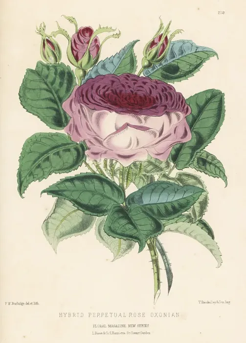 Framed Print : Hybrid perpetual rose, Oxonian Framed Print : Hybrid perpetual rose, Oxonian