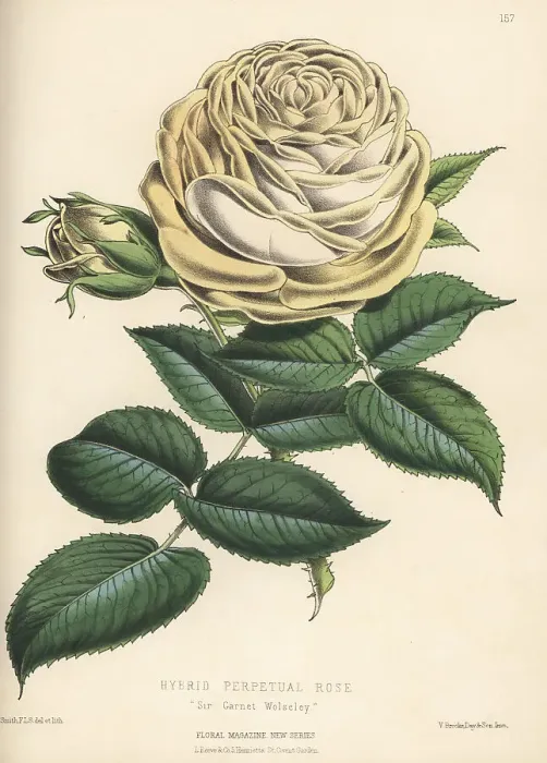 Framed Print : Hybrid perpetual rose, Sir Garnet Wolseley Framed Print : Hybrid perpetual rose, Sir Garnet Wolseley