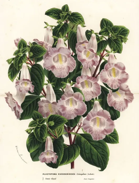 Framed Print : Hybrid Plectopoma x eucodonioides triumphans Framed Print : Hybrid Plectopoma x eucodonioides triumphans