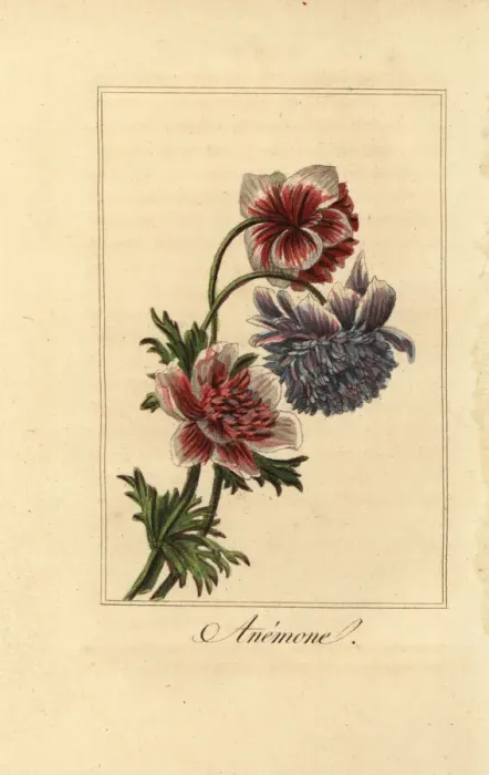 Framed Print : Hybrid poppy anemone, Anemone coronaria Framed Print : Hybrid poppy anemone, Anemone coronaria