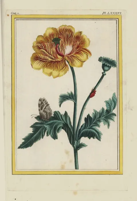 Framed Print : Hybrid poppy, Papaver or Meconopsis species Framed Print : Hybrid poppy, Papaver or Meconopsis species