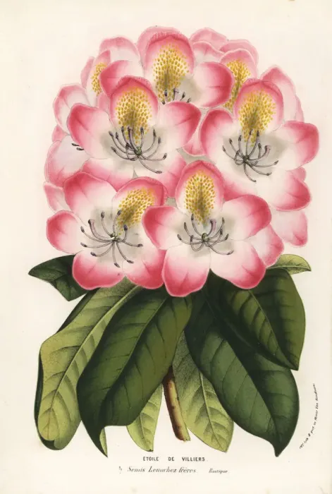 Framed Print : Hybrid rhododendron, Etoile de Villiers Framed Print : Hybrid rhododendron, Etoile de Villiers