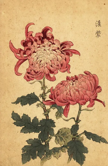 Framed Print : Hybrid salmon-pink chrysanthemum