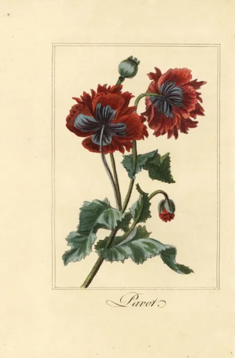 Framed Print : Hybrid variety of poppy, pavot, Papaver rhoeas Framed Print : Hybrid variety of poppy, pavot, Papaver rhoeas