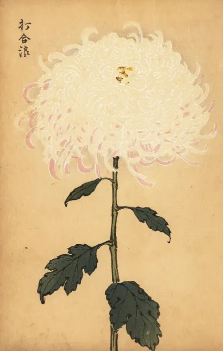 Framed Print : Hybrid white chrysanthemum Framed Print : Hybrid white chrysanthemum