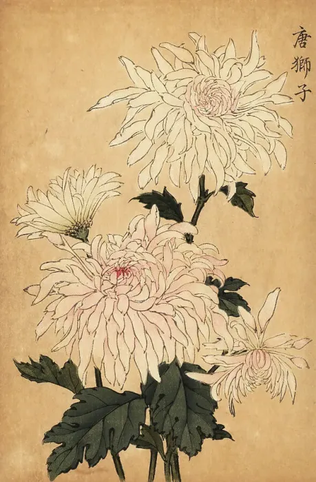 Framed Print : Hybrid white chrysanthemum, Chrysanthemum indicum