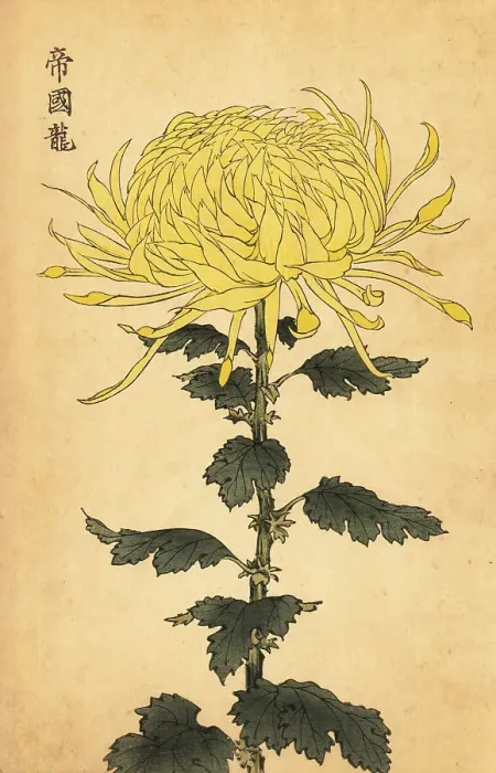 Framed Print : Hybrid yellow chrysanthemum Framed Print : Hybrid yellow chrysanthemum