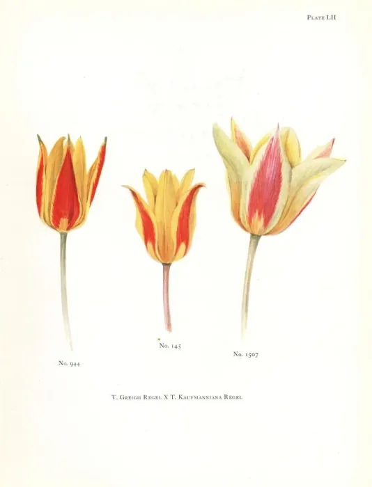 Framed Print : Hybrids of maculate tulip, Tulipa greigii Framed Print : Hybrids of maculate tulip, Tulipa greigii