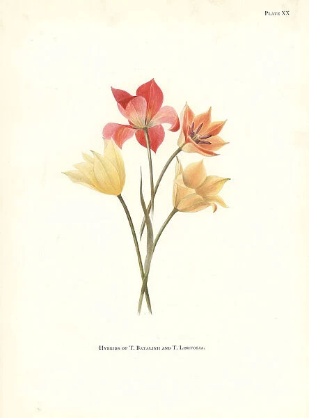 Hybrids of Tulipa batalinii and Bokhara tulip