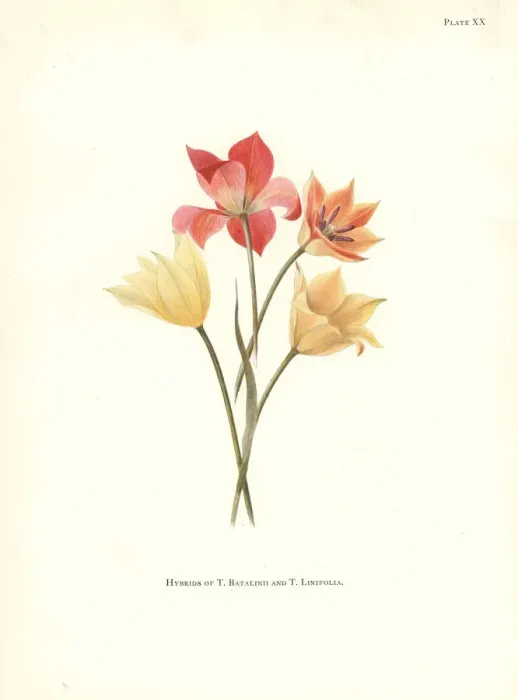 Framed Print : Hybrids of Tulipa batalinii and Bokhara tulip Framed Print : Hybrids of Tulipa batalinii and Bokhara tulip