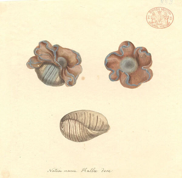 Hydatina physis, rose-petal bubble shell