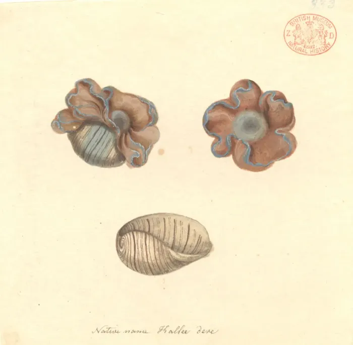 Framed Print : Hydatina physis, rose-petal bubble shell Framed Print : Hydatina physis, rose-petal bubble shell