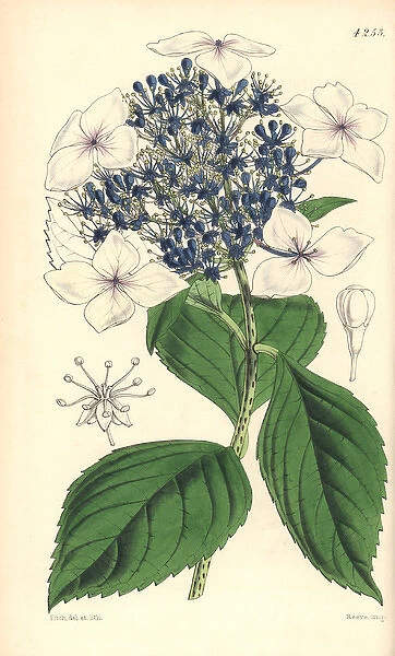 Hydrangea japonica var caerulea, Japan hydrangea
