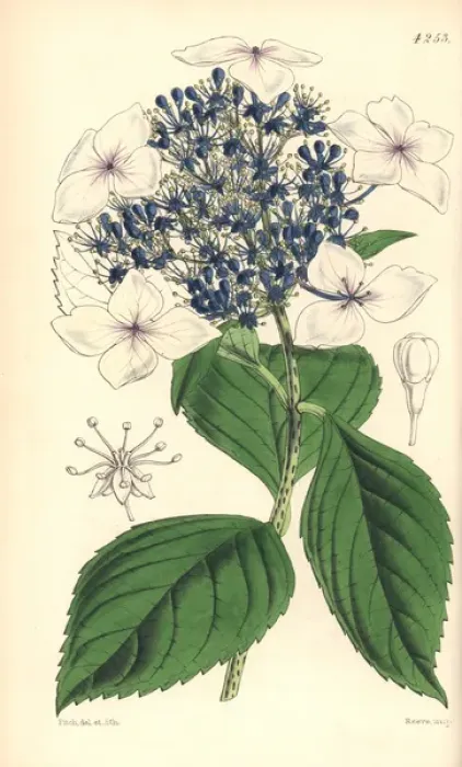 Framed Print : Hydrangea japonica var caerulea, Japan hydrangea Framed Print : Hydrangea japonica var caerulea, Japan hydrangea