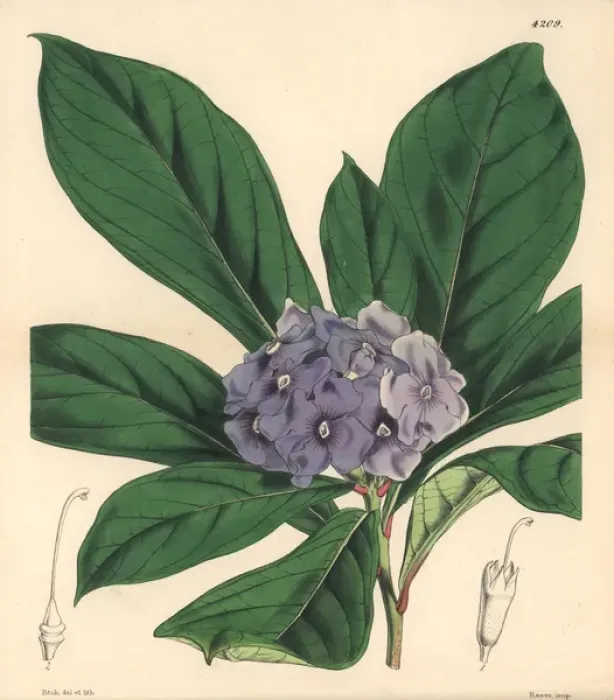 Framed Print : Hydrangea-like fransiscea, Fransiscea hydrangeaeformis Framed Print : Hydrangea-like fransiscea, Fransiscea hydrangeaeformis