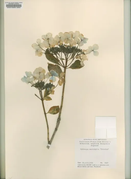 Framed Print : Hydrangea macrophylla Tricolor, bigleaf hydrangea Framed Print : Hydrangea macrophylla Tricolor, bigleaf hydrangea
