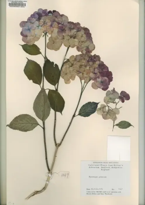 Framed Print : Hydrangea preziosa Framed Print : Hydrangea preziosa
