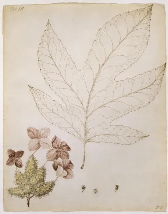 Framed Print : Hydrangea quercifolia, oak-leaf hydrange Framed Print : Hydrangea quercifolia, oak-leaf hydrange